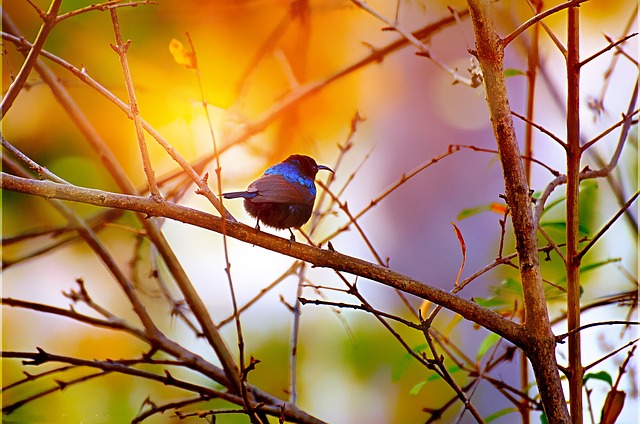 nature