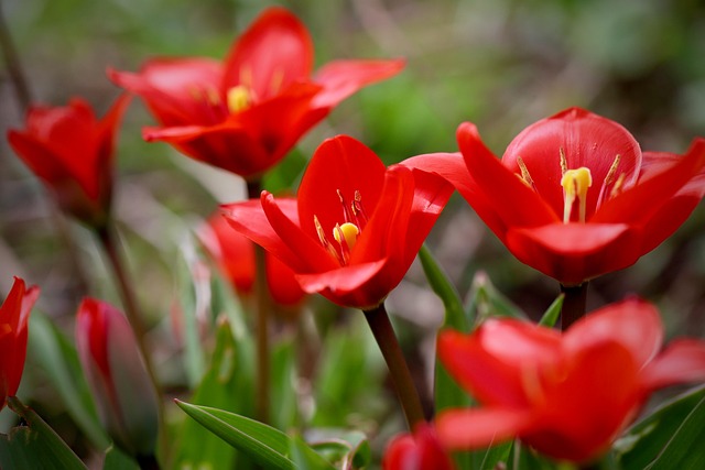 flowers