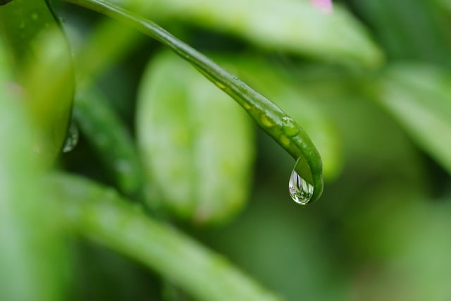 nature