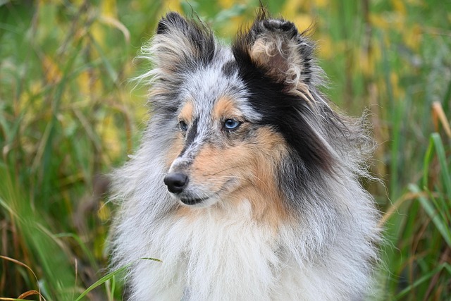 nobility